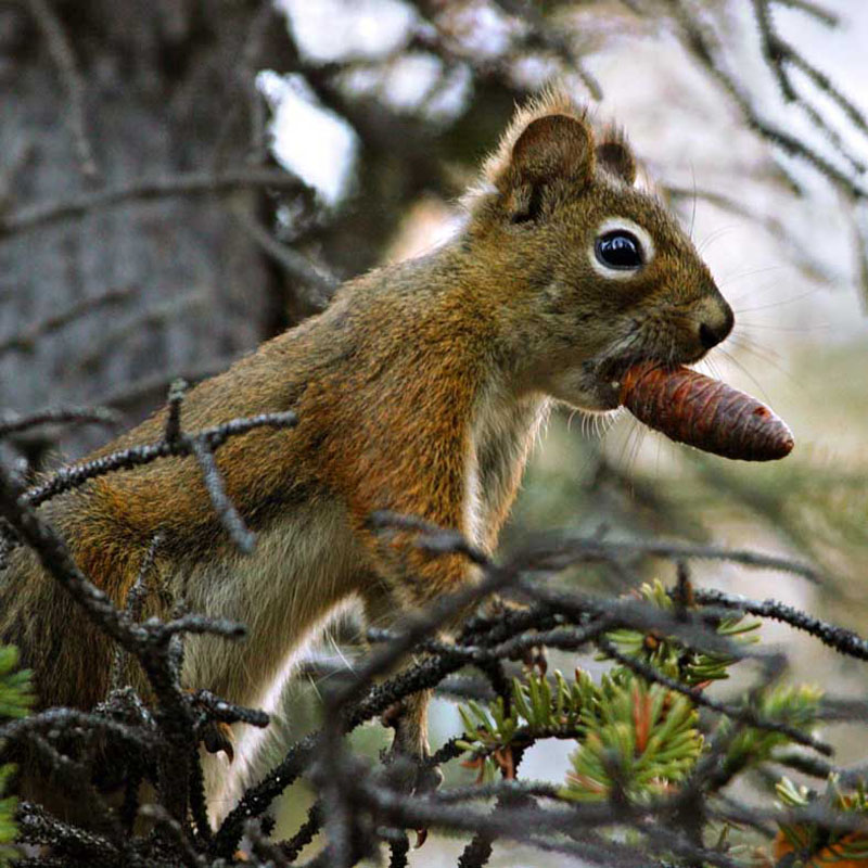 ECUREUIL ROUX CANADIEN 3