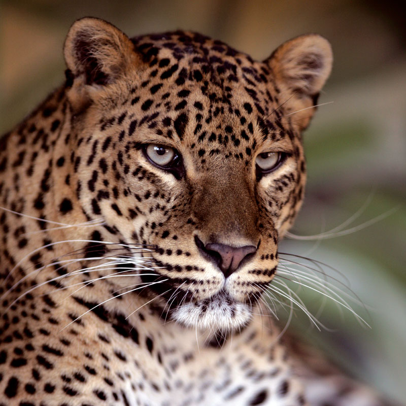 IMG_6921WWCARRE CMJN