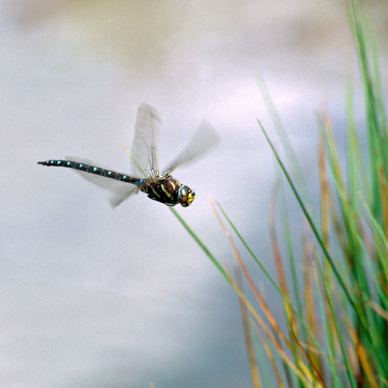 LIBELLULE 3CARRE
