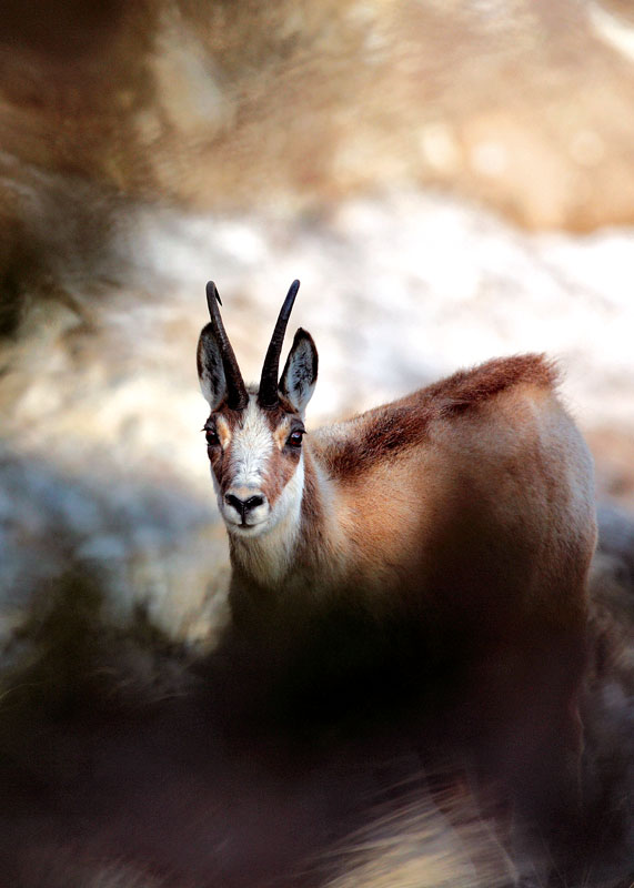 MERCANTOUR, CHAMOIS