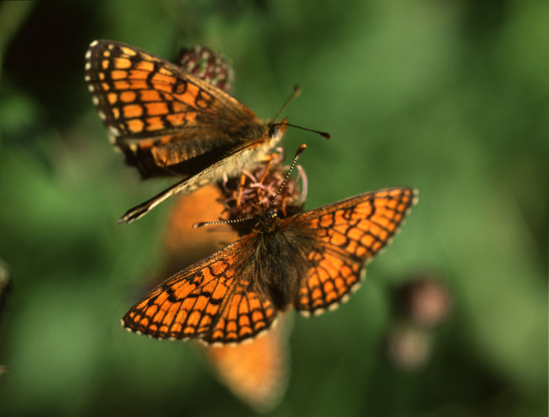 Papillons Mélitées