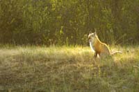 C20-7076_FOX_30x45