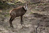 CHAMOIS 01 HR