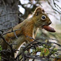 ECUREUIL ROUX CANADIEN 3