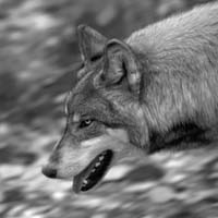 FP4A0069 CARRE NB 116x116