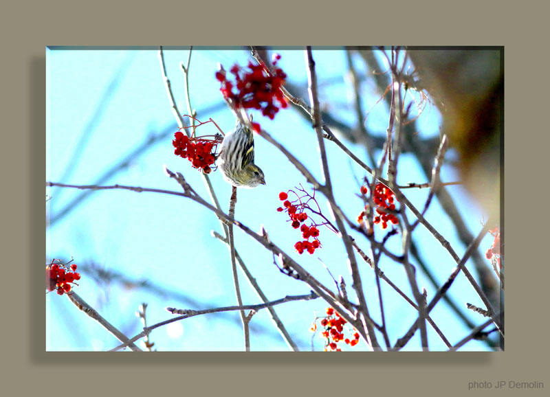 IMG_1026S2BNCADSJN18