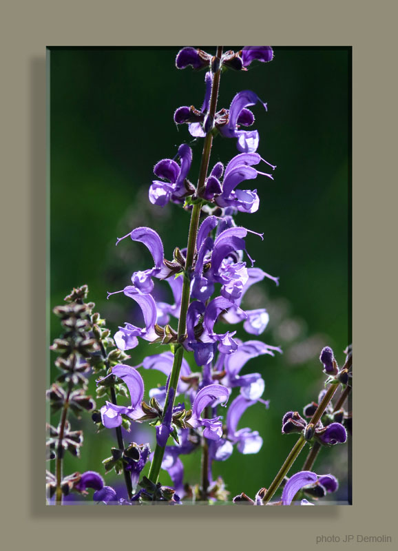 IMG_4048SNV N18 T130