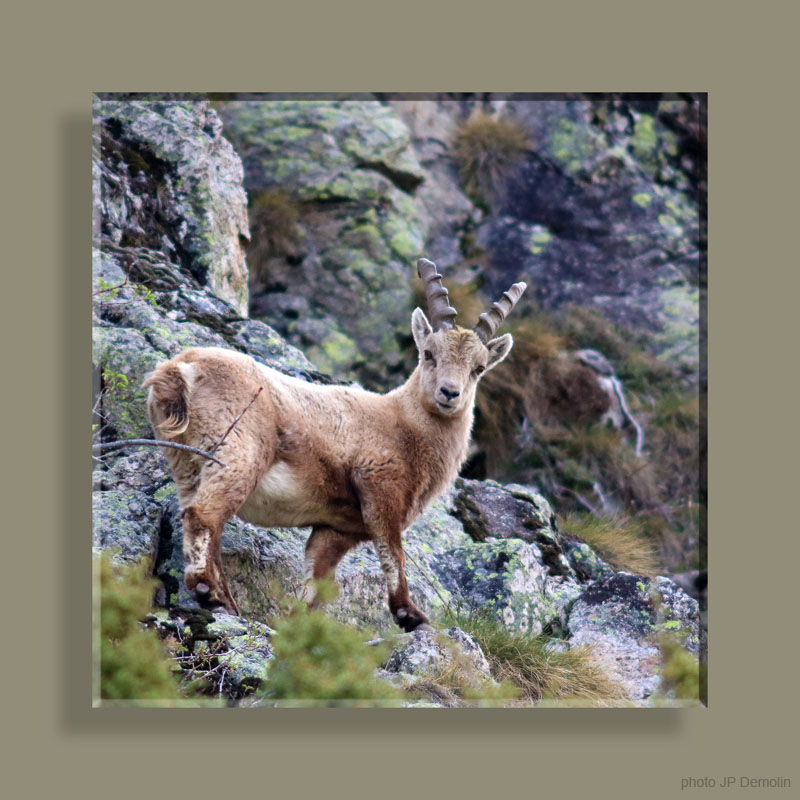 Photo 108 TFNV N2 CARRE