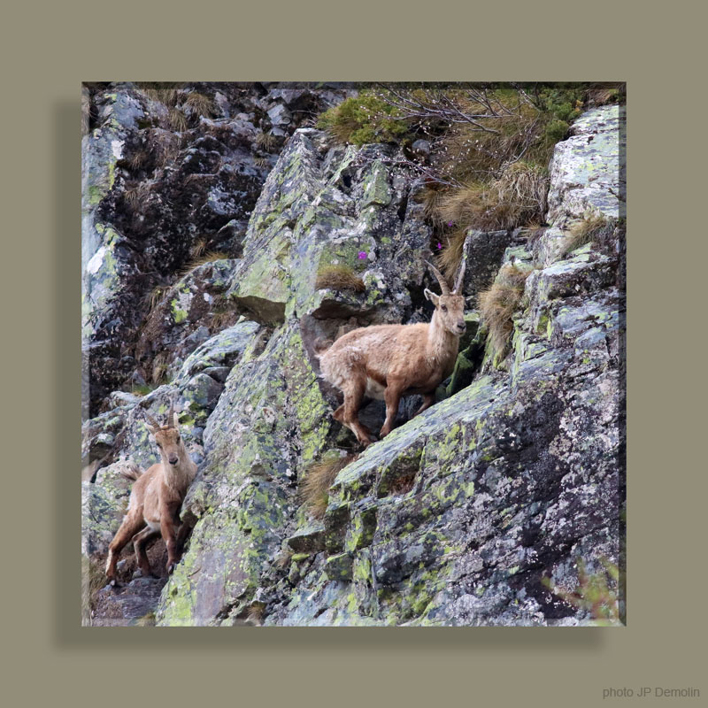 Photo 212TFNV N2 CARRE