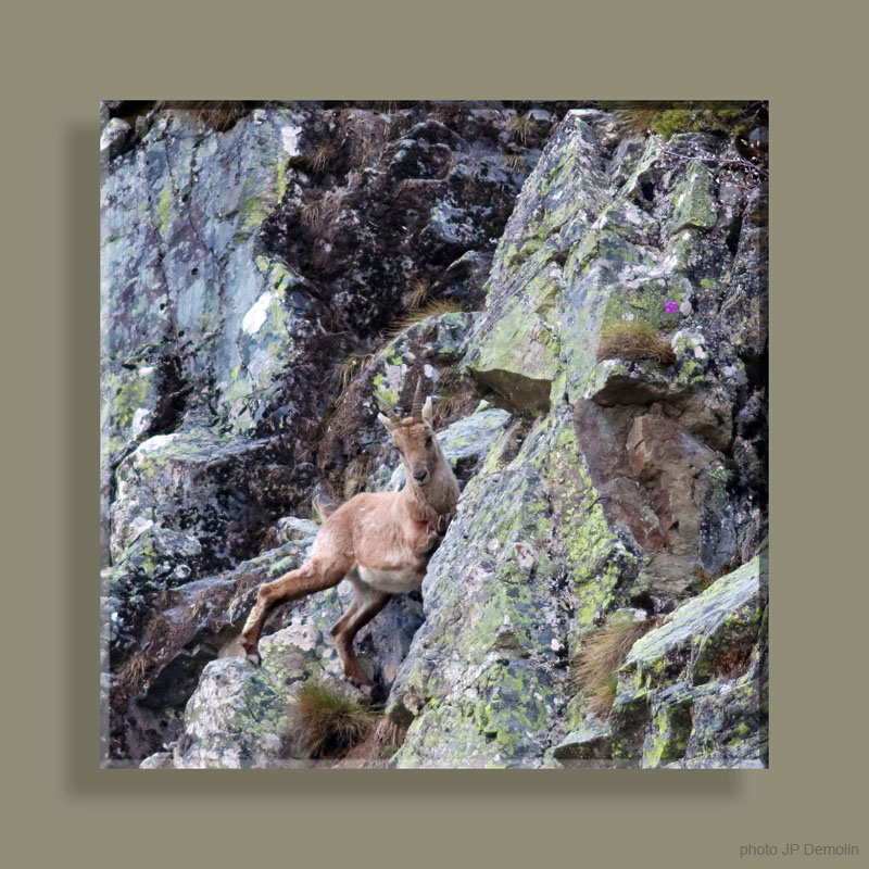 Photo 215TFNV N2 CARRE