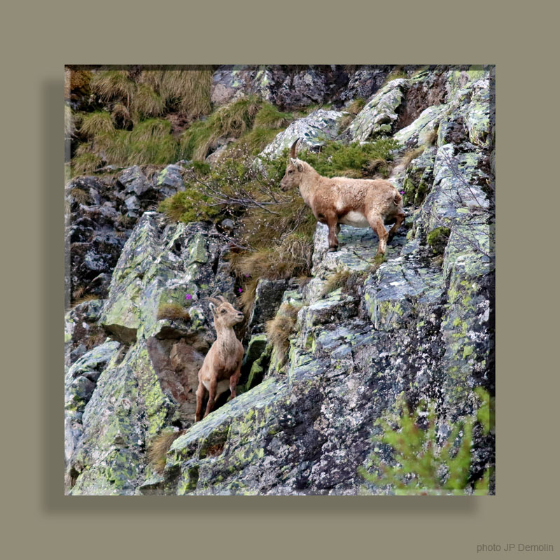 Photo 231TFNV N2 CARRE N