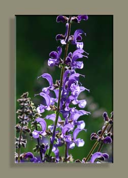 IMG_4048SNV N18 T130