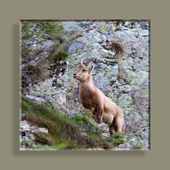 Photo 027TF NV N2 CARRE