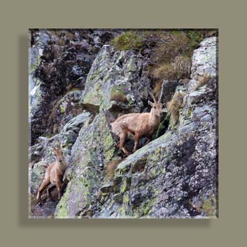 Photo 212TFNV N2 CARRE