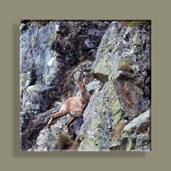 Photo 215TFNV N2 CARRE