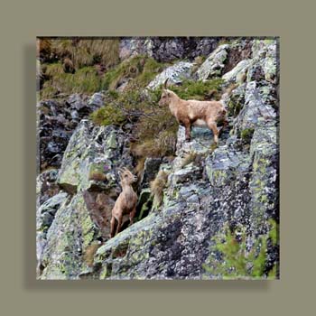 Photo 231TFNV N2 CARRE N