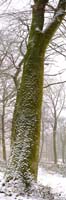 PANO_ARBRE_WWW