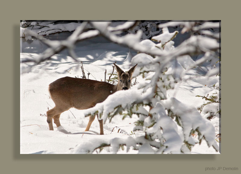 IMG_1151TFFCADFCSRET N1