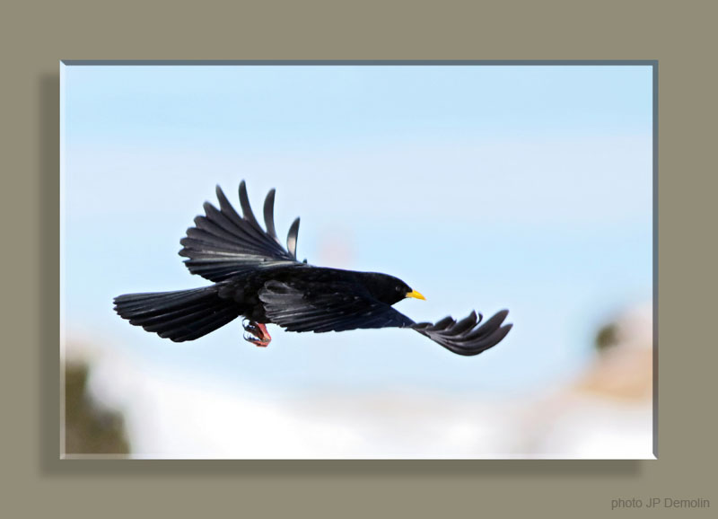 IMG_2698STFCANCSV N2