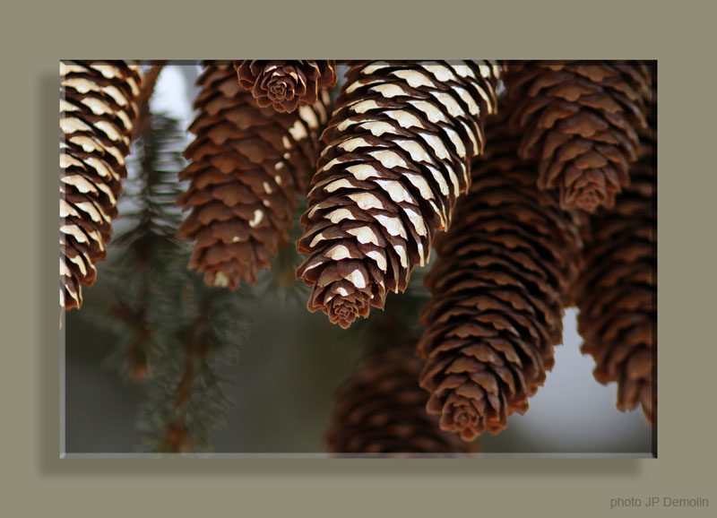 IMG_3194 POMMESDEPINCAN2N18