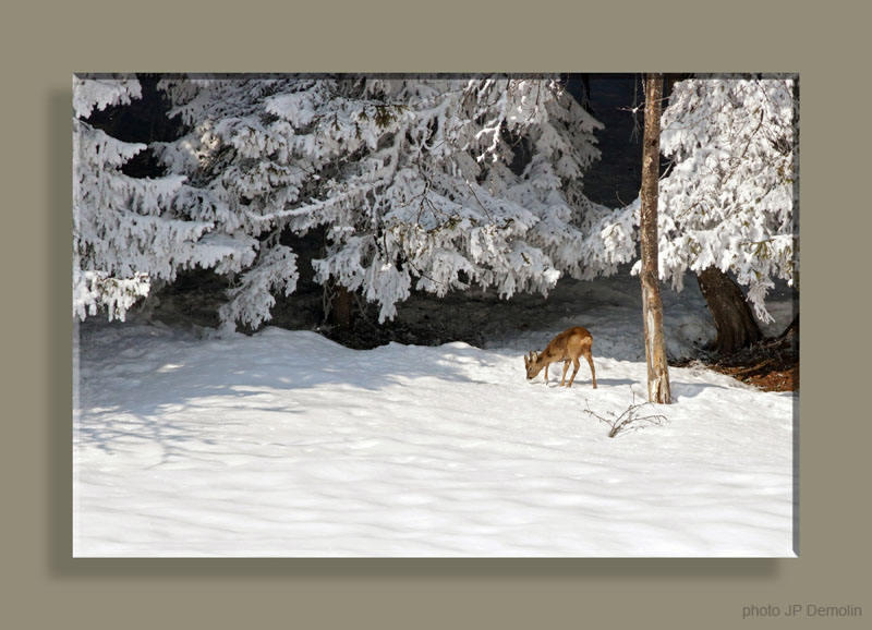 IMG_3281SWTFCANCSV N2