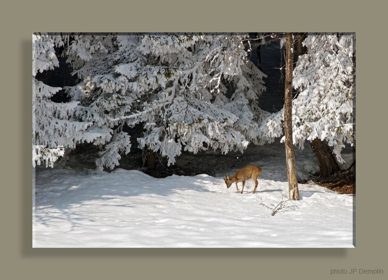 IMG_3284SWTFCACSV N2