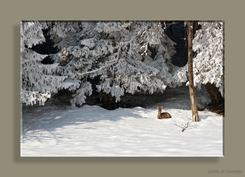 IMG_3285CADTFCANCSVN2