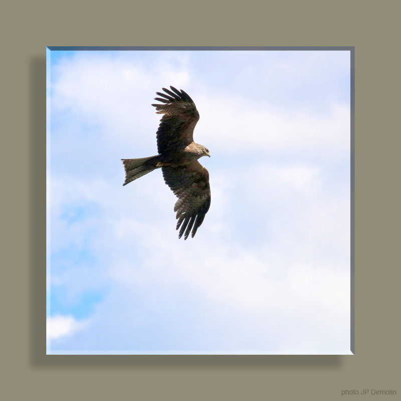 IMG_5904WTFNCSV N2018 CARRE TFNV