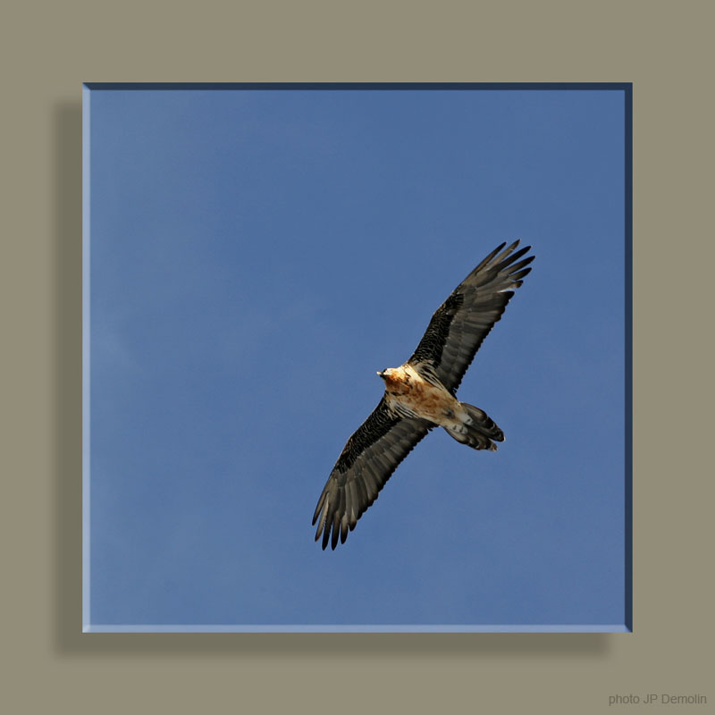 IMG_8463 S REC RET COUL 3CARRE