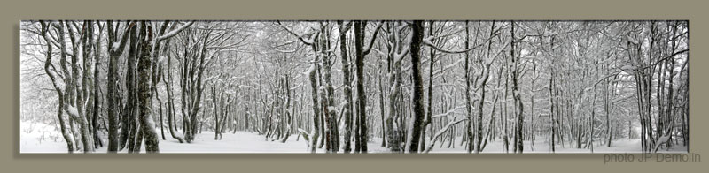 SOUS BOIS 1WRELIEF NIVRN