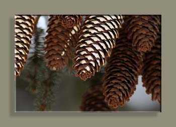 IMG_3194 POMMESDEPINCAN2N18