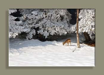 IMG_3281SWTFCANCSV N2