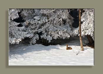 IMG_3285CADTFCANCSVN2