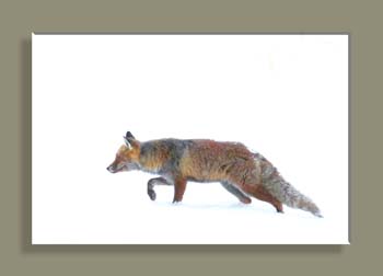 IMG_3397SNSATVN182RETN