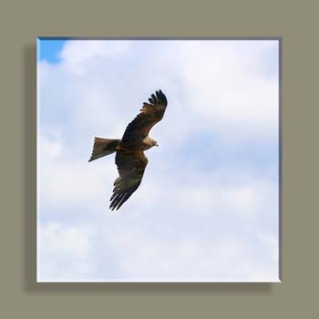 IMG_5905WWMONTNVN18CARRE