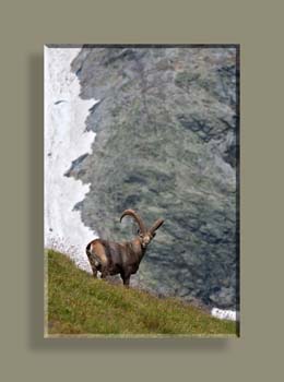 IMG_6167SSTFNVCAD N1