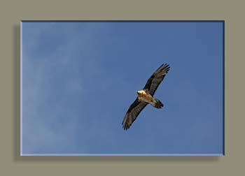 IMG_8463 S REC RET COUL 3