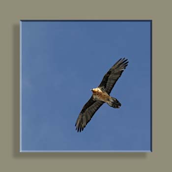 IMG_8463 S REC RET COUL 3CARRE