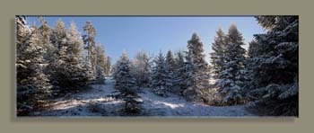 PANO FORET FEISSONS TFNFV N2